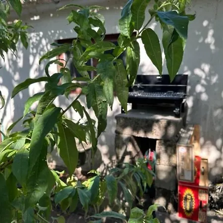 Petite Maison Et Son Jardinet * Angers